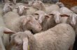 La tonte des moutons - JPG - 10.3 ko