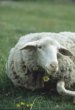 Le mouton dans nos cultures - JPG - 13.4 ko